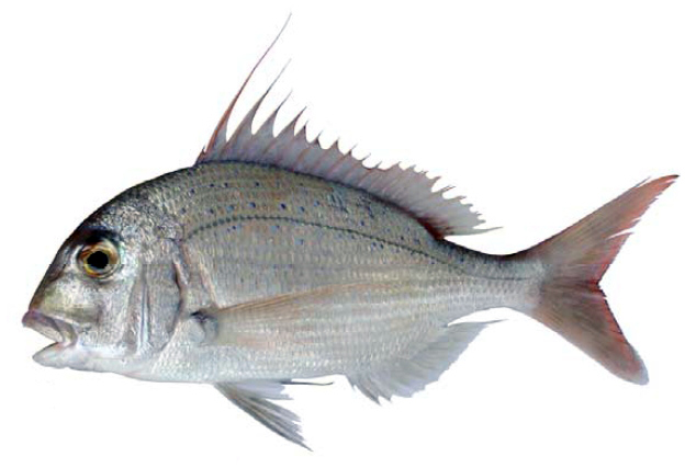 Pagrus caeruleostictus_08.jpg